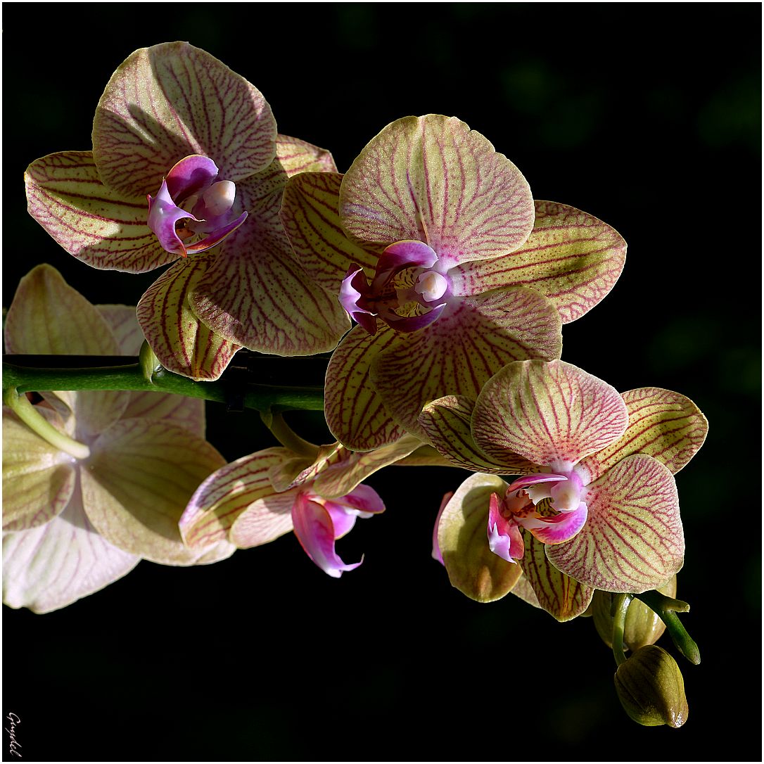 Orchidée Phalaénopsis 2