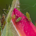 Ungeliebte Krabbler an der Rose - Blattläuse