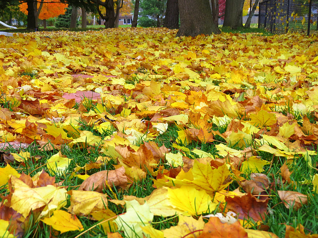 Leaves from our Norway maple