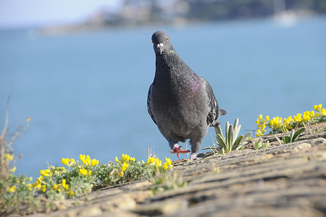 pa Pigeon d'antibes