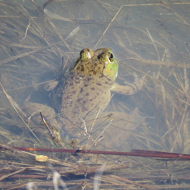 Bullfrog at the edge of the pond