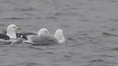 20180403 3350CP~V [D~AUR] Silbermöwe, Heringsmöwe, Leybuchtsiel, Greetsiel