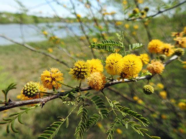 Day 4, Huisache tree, Bishop City Park, South Texas