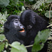 Uganda, Bwindi Forest, Gorilla Mom with Her Cub