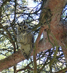 Hibou moyen-duc    (Asio otus)   (Long-eared Owl)