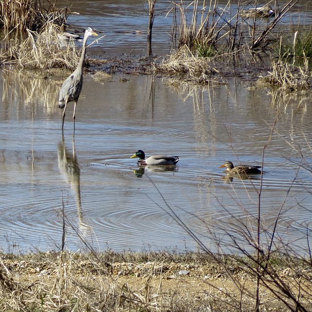 Great blue heron & mallards