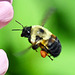 garden bee DSC 0479d
