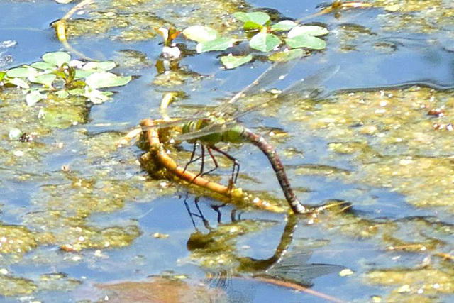 Blue Emperor f (Anax imperator) 05