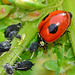 Ladybird with Aphid Feast. Adalia bipunctata