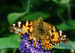 Painted Lady. Vanessa cardui