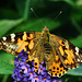 Painted Lady. Vanessa cardui