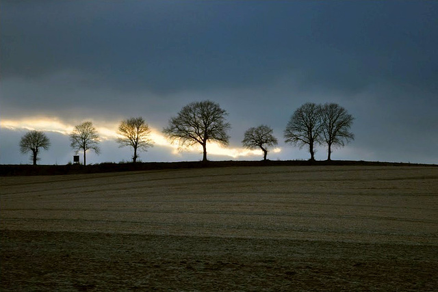 Procession of the Oaks