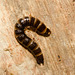 BeetleLarvaIMG 4197
