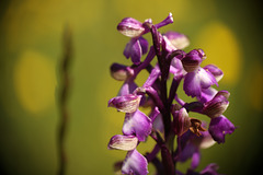 Green-veined Orchid