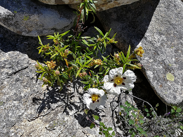 Cistus siblings and granite