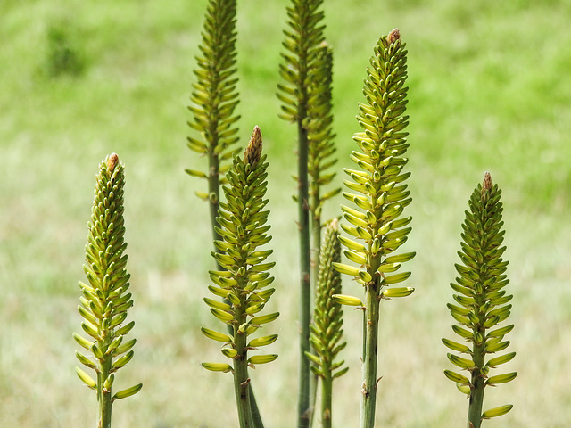 Day 4, Aloe vera flowers, Bishop City Park