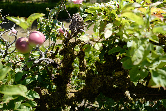 pommier espalier, Cerisy