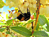 Upside Down Bumble Bee,