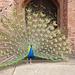 Peacock display