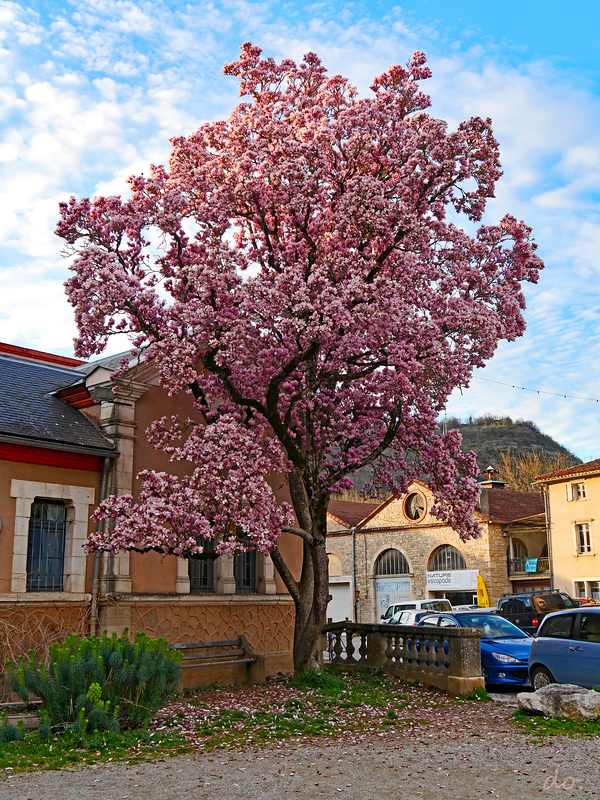 magnolia forever