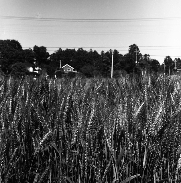 Wheat field