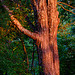 Tree trunk at sunset
