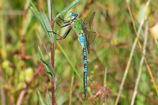 Blue Emperor m (Anax imperator) (4)