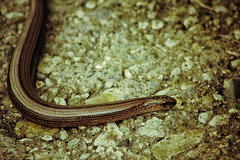 slow worm II