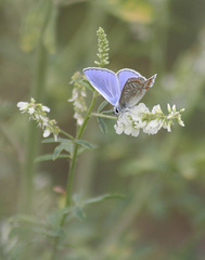 common blue / bleu commun européen