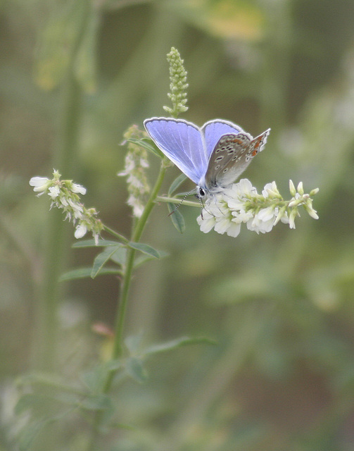 common blue / bleu commun européen