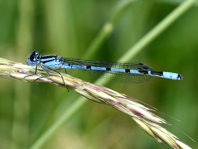 Common Bluet m (Enallagma cyathigerum) DSB 0257