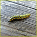 Caterpillar