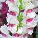 Snapdragon