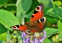 Peacock Butterfly. Inachis io