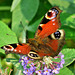 Peacock Butterfly. Inachis io