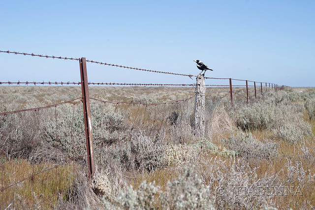 Outback magpie