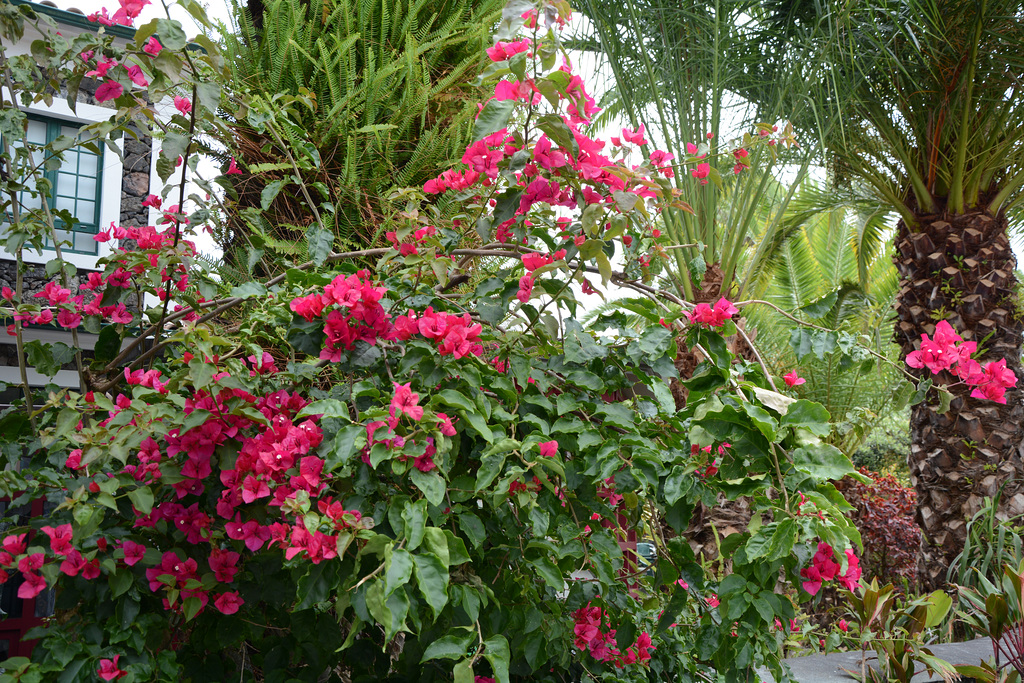 Azores, The Island of Pico, The Bush of Flowers