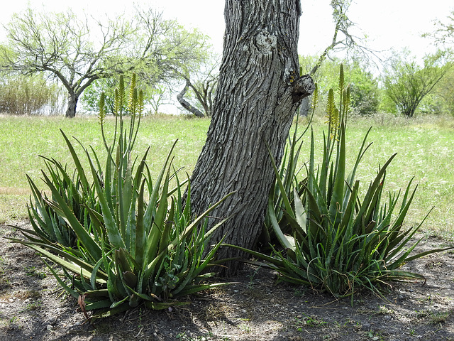 Day 4, Aloe vera, Bishop City Park