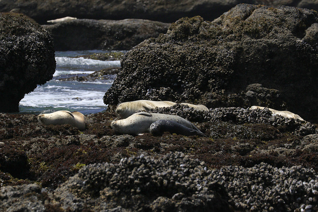 Harbor Seals