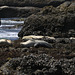 Harbor Seals