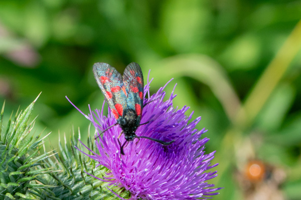 Six-spot Burnet Moth-DSD2216