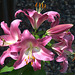 lily season III