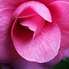 Camellia blossom