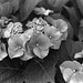 Hydrangea Hydrangea