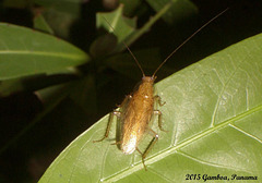 110 Forest Cockroach