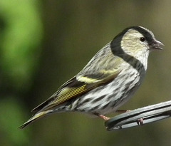 Unique Shadow on Bird