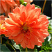 Dahlia Orange