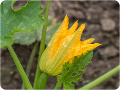 Zucchiniblüte