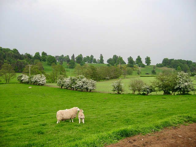 Looking towards Davenport House