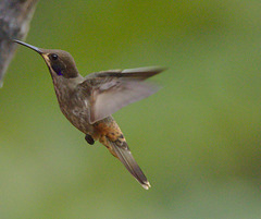 Hummingbird EF7A8842